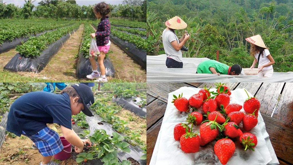 Kebun Strawberry di kubu strawberry farm.